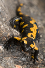 Salamander