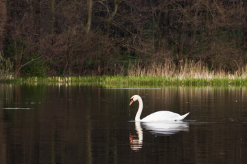 swan