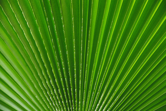 abstract background from the brightly green leaf of palm