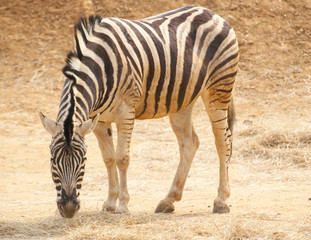 Fototapeta na wymiar zebra on sand background