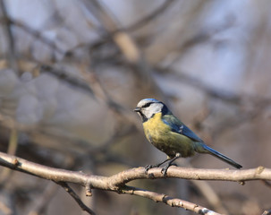 Blue tit in Poland
