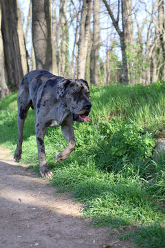 Deutsche Dogge