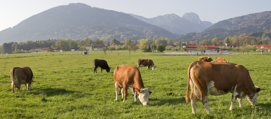 kühe in oberbayern mit blick auf die alpen