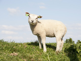 Naklejka na ściany i meble Cute lamb
