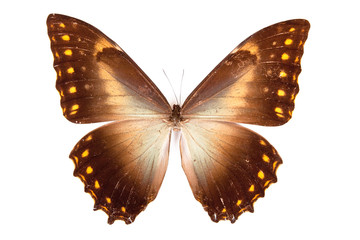 Brown and grey butterfly Morpho telemachus isolated