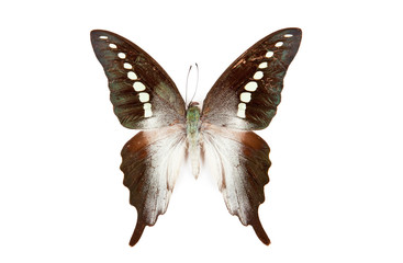 Black and Green butterfly Graphium codrus isolated