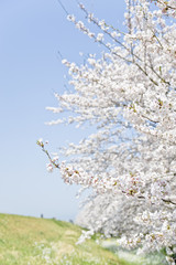 桜の木
