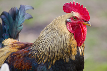 Beautiful Rooster