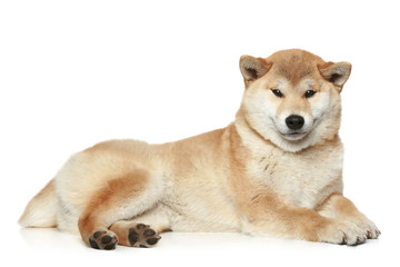 Shiba inu dog lying