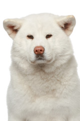 Akita inu dog. Close-up portrait on a white background