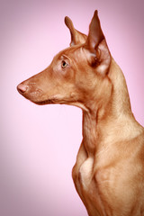 Pharaoh hound puppy on pink background