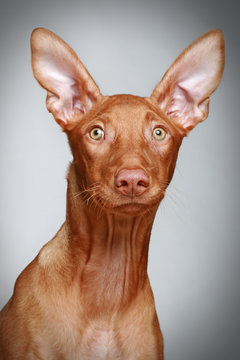 Pharaoh hound puppy on a grey background