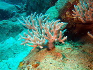 Fototapeta na wymiar Branches of rigid corals, Vietnam, Nha Trang