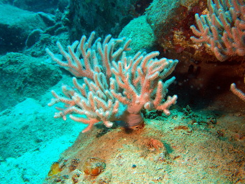 Branches of rigid corals, Vietnam, Nha Trang