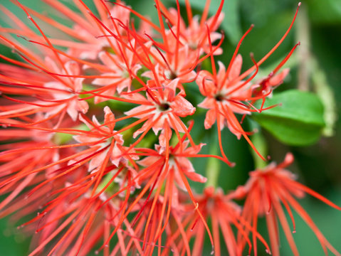 inflorescence du badamier vermifuge, Combretum constrictum