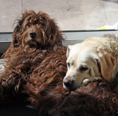 two dogs laying together