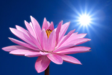 Lotus on spring background