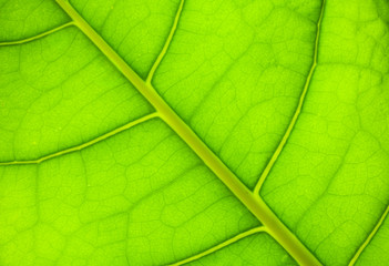 Plakat green leaf background