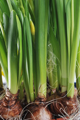 Fototapeta premium daffodil bulbs