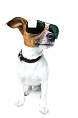 Dog with Shades