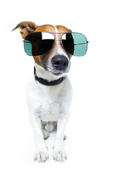 DOG with SHADES
