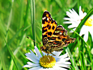 Schmetterling
