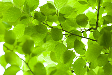 Fototapeta na wymiar Fresh green in JAPAN