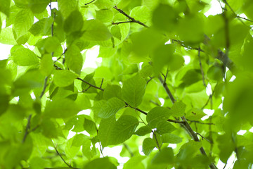 Fototapeta na wymiar Świeży zielony w Japonii