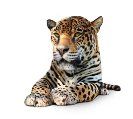 Jaguar, Panther, front view, isolated on white, shadow