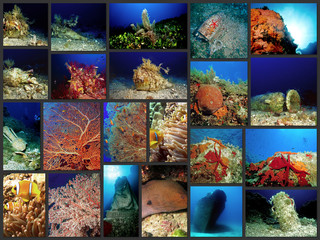 collage subacquea immersioni