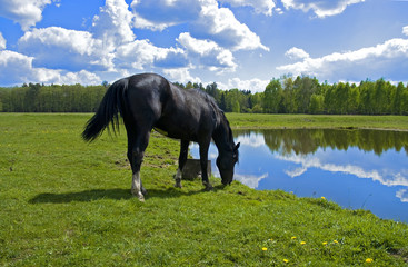 Beautiful spring view of the wood with a horse drinking water