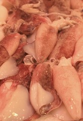 Tintenfische auf dem Markt © Andrea Sachs