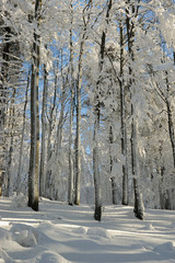 Winter forest