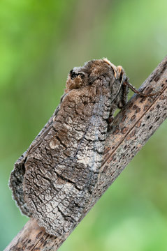 a moth