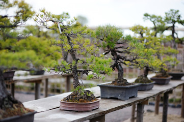 Fototapeta na wymiar Rząd drzew bonsai w ogrodzie japońskim