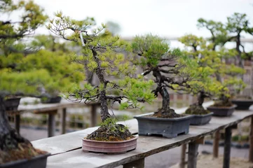 Fotobehang Row of bonsai trees at a japanese garden © MNStudio