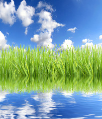 Obraz premium Grass with water reflection