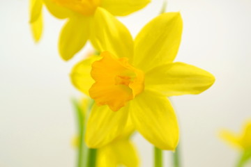Naklejka na ściany i meble Close-Up of a Daffodil