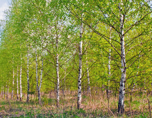 spring birch