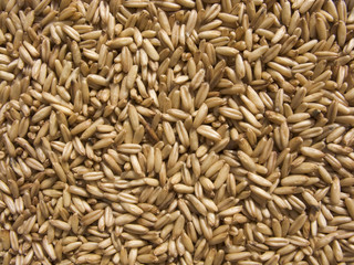 Wheat