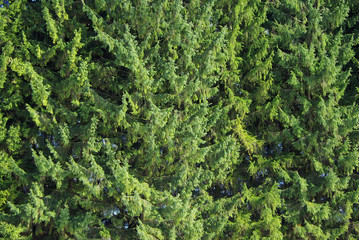 New Year green background