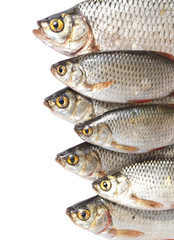 Fishes isolated on white background