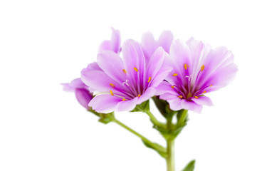 Lewisia