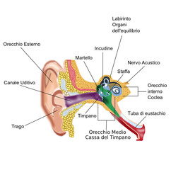 Anatomia dell'orecchio - 32011629