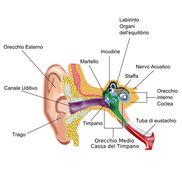 Anatomia dell'orecchio