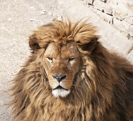 Old lion portrait