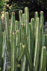 Cactus en Parque de las Palomas. Benlmádena