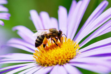 flower and bee