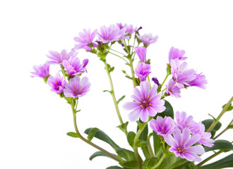 Lewisia