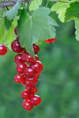 grappe de groseilles